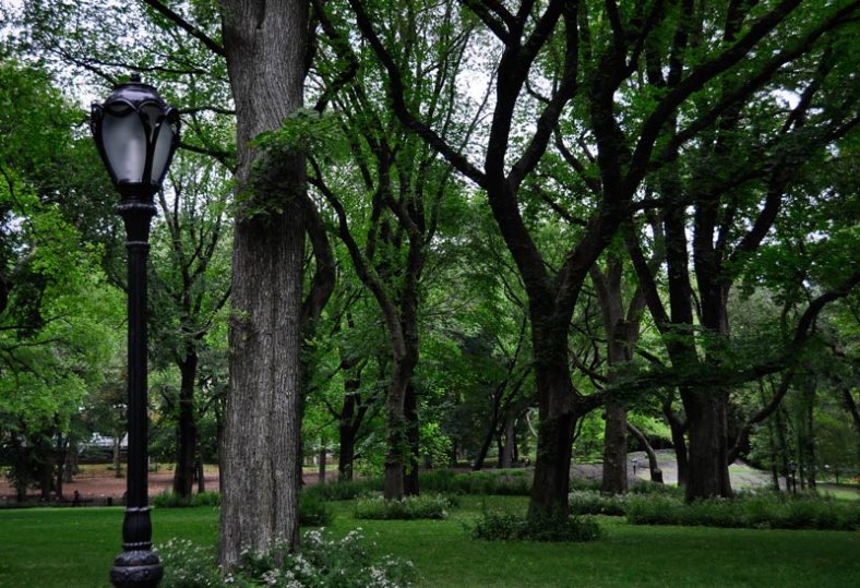 Still life in New York City's Central Park - trees and lamppost