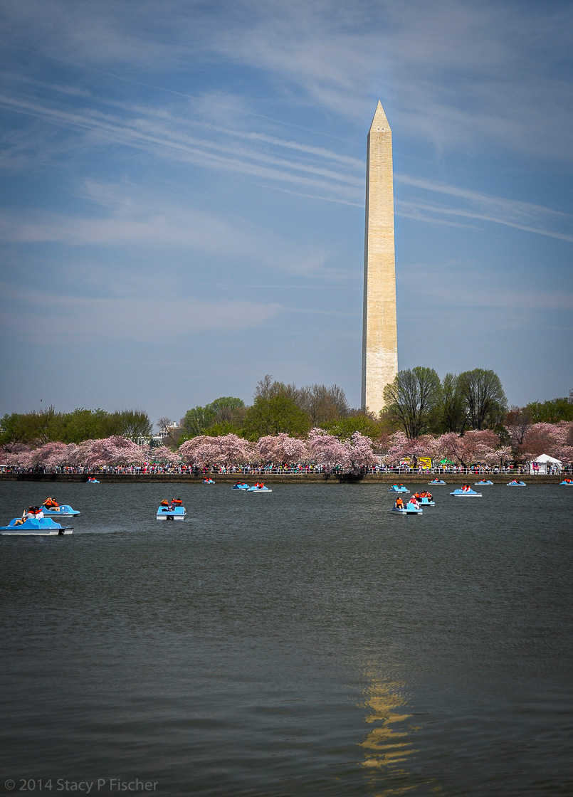 The Washington Monument provides a majestic background for cherry blossoms at their peak and paddleboaters on the Tidal Basin.