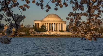Cherry Blossoms surround Jefferson Memorial during awash in golden light of late afternoon
