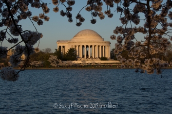 No filter photo; Cherry Blossoms surround Jefferson Memorial during awash in golden light of late afternoon